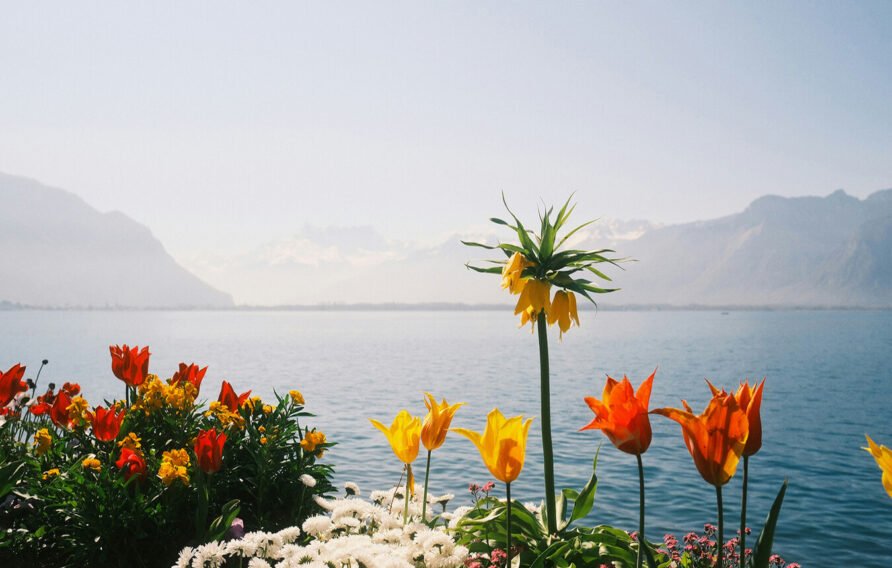 Tiny Homes With Peaceful Lakefront Mornings